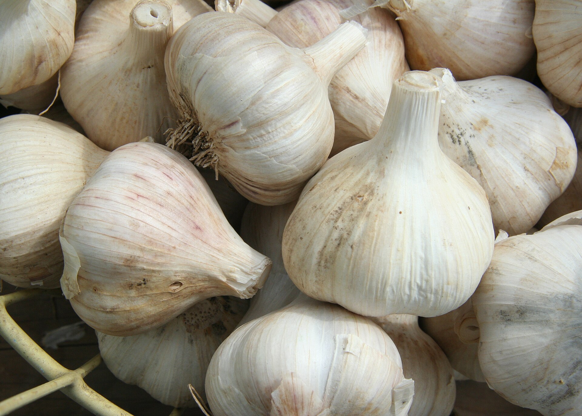 Garlic bulbs after a cool-month crop